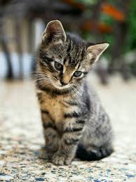 cute kitty